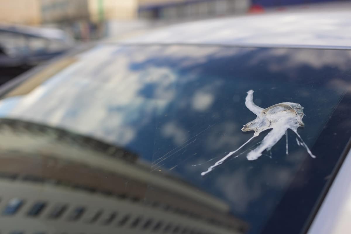 Comment nettoyer une fiente d'oiseau sur une voiture